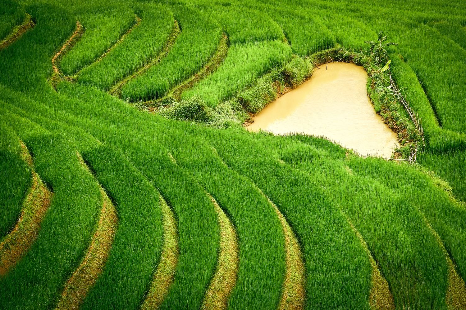 Layers of life